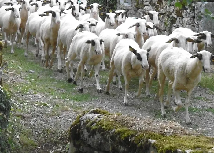 Les Roulottes Du Lot